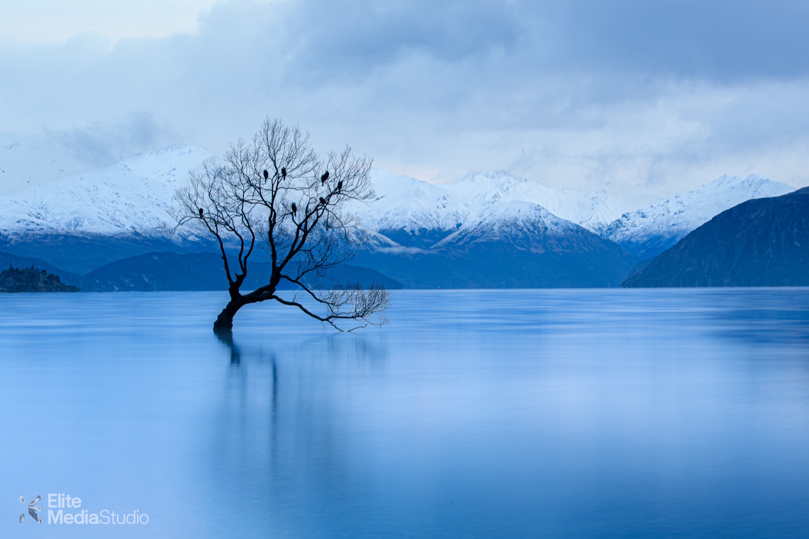 That Wanaka Tree
