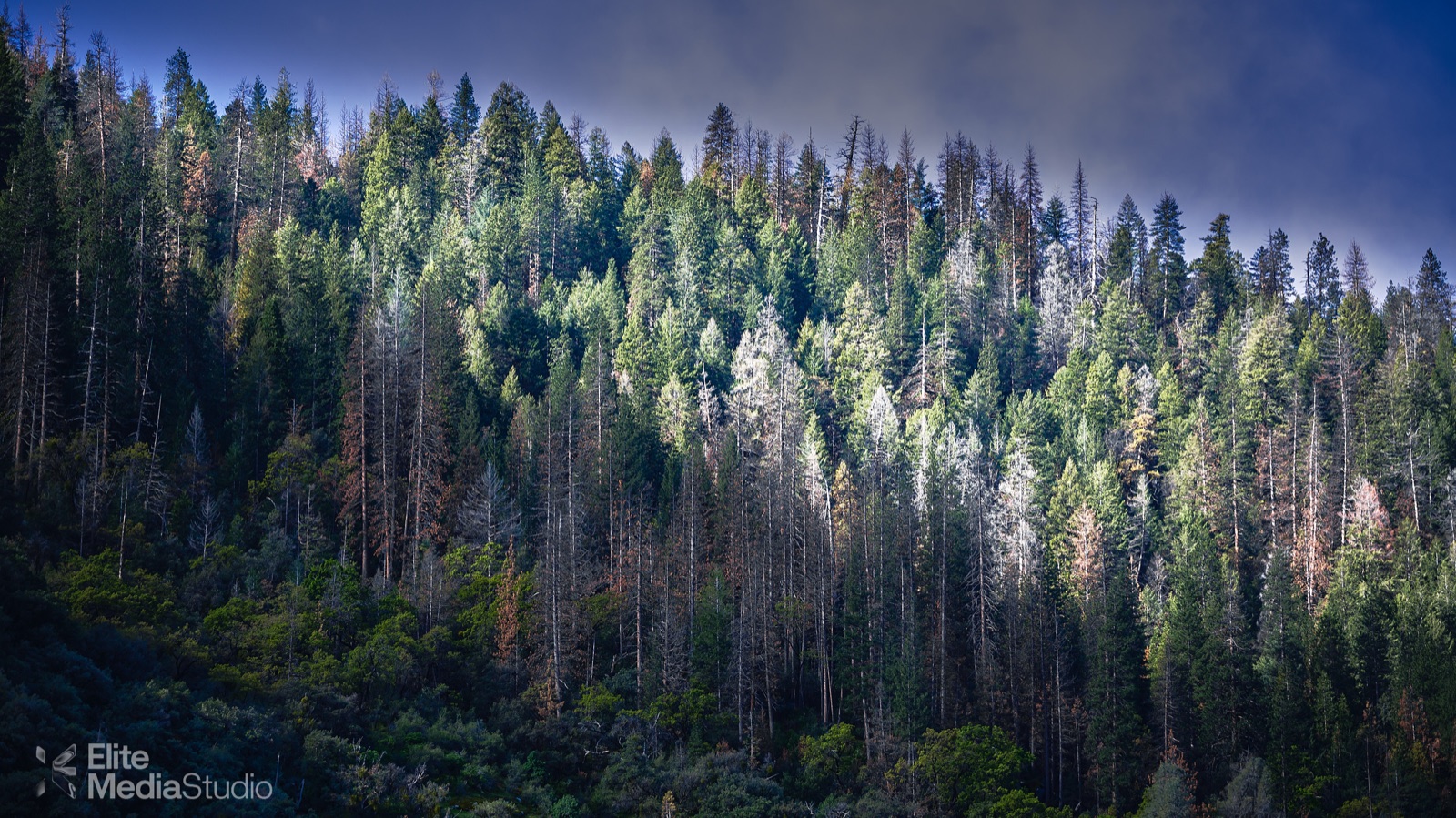 Yosemite pine forest